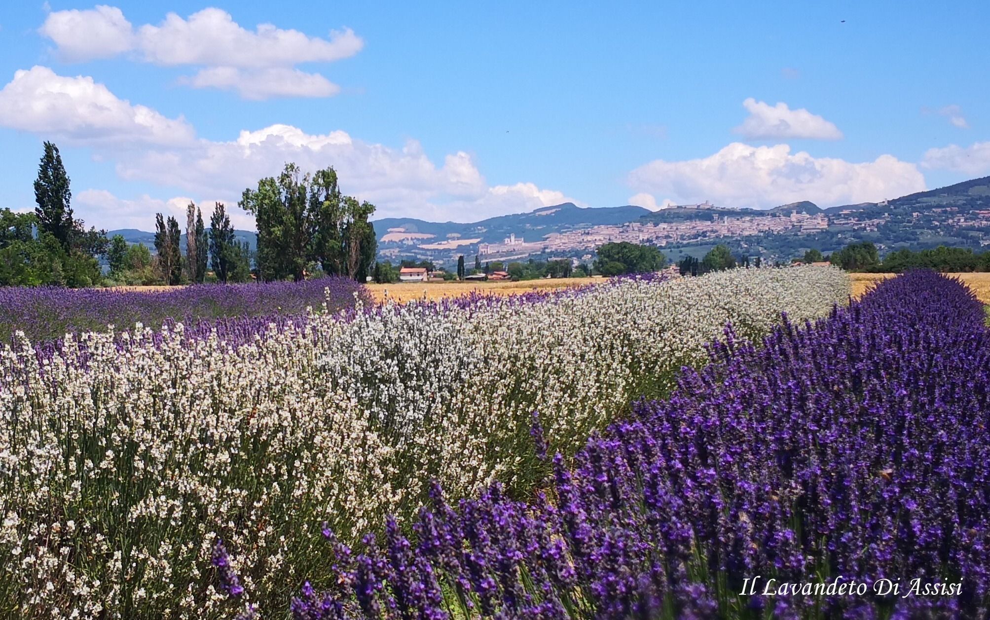 Campi di Lavanda de IL LAVANDETO DI ASSISI